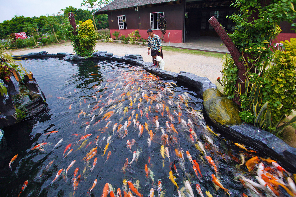 desaru-fruits-farm-02