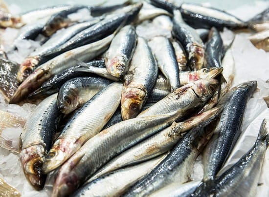 കേരളത്തിൽ മത്തി ചാകര ഇനിയില്ല...