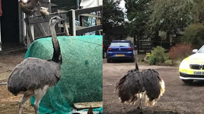 ഒട്ടക പക്ഷിക്ക് അറിയില്ലല്ലോ റോഡിലിറങ്ങിയാൽ ബ്ലോക്ക് ഉണ്ടാകുമെന്ന്!