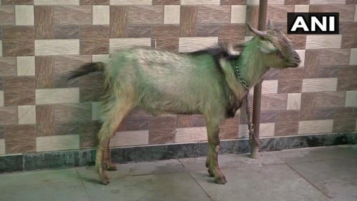 ഹോട്ടലിൽ താമസിക്കാൻ യുവതിയെത്തിയത്; 14 വളർത്തുമൃഗങ്ങൾക്കൊപ്പം