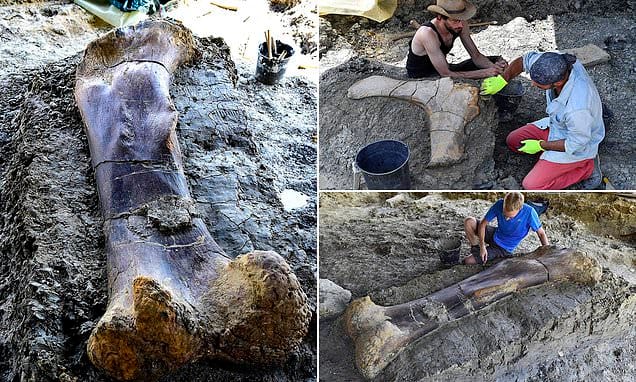 മനുഷ്യനേക്കാളും നീളമുള്ള തുടയെല്ല്! പത്താനകളുടെ ഭാരം; ഈ ഫോസിൽ ഏതാണെന്നറിയാമോ?