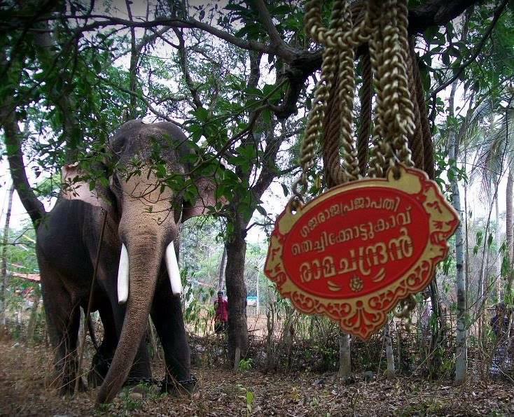 തെച്ചിക്കോട്ടുകാവ് രാമചന്ദ്രന്‍റെ വിലക്ക്; ഇടപെടാനാകില്ലെന്ന് ഹൈക്കോടതി