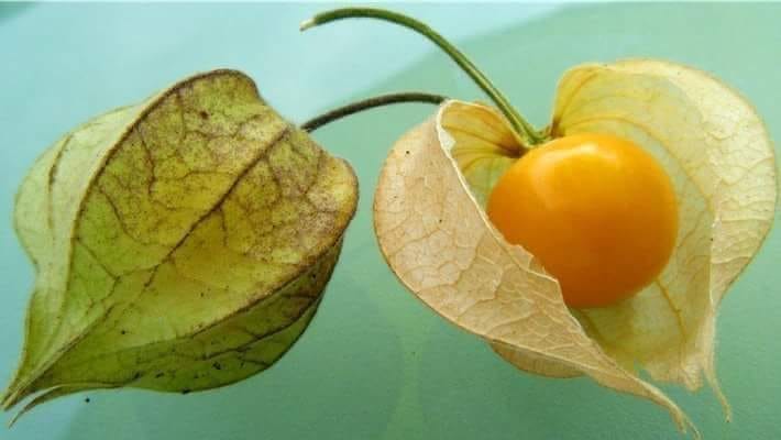 നമ്മുടെ നാട്ടിന്‍പുറങ്ങളില്‍ ആര്‍ക്കും വേണ്ടാതെ കിടന്ന ഈ കാട്ടുപഴത്തിന്റെ വില അറിയാമോ ?