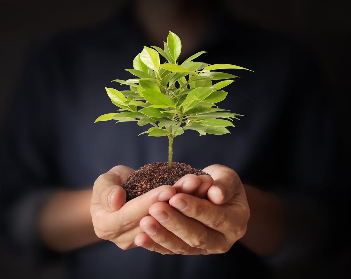 ബിരുദം വേണമോ?  എങ്കിൽ മിനിമം പത്ത് മരമെങ്കിലും നടണം...!