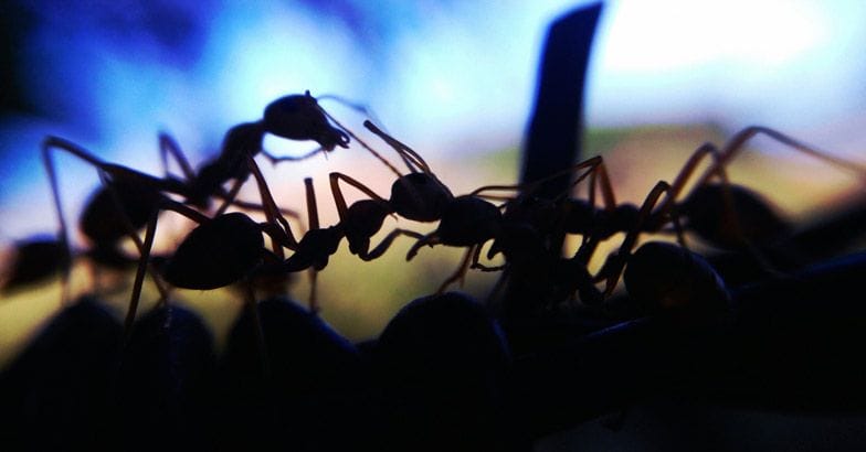 സൗദിയില്‍ കൊലയാളി ഉറുമ്പിന്റെ ശല്യം; ഉറുമ്പിന്റെ കടിയേറ്റു മലയാളി വീട്ടമ്മ മരിച്ചു