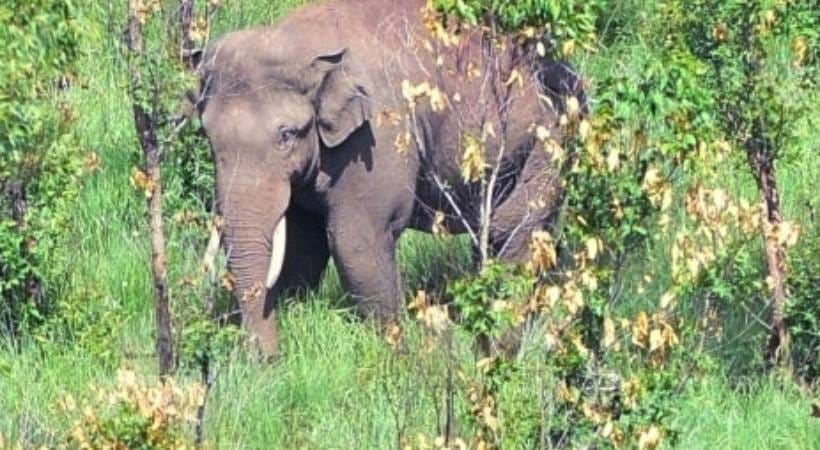 പിടികൊടുക്കാതെ അരിക്കൊമ്പന്‍; ജനവാസ മേഖലയിലെത്തിയാല്‍ വനംവകുപ്പ് മയക്കുവെടി വയ്ക്കും