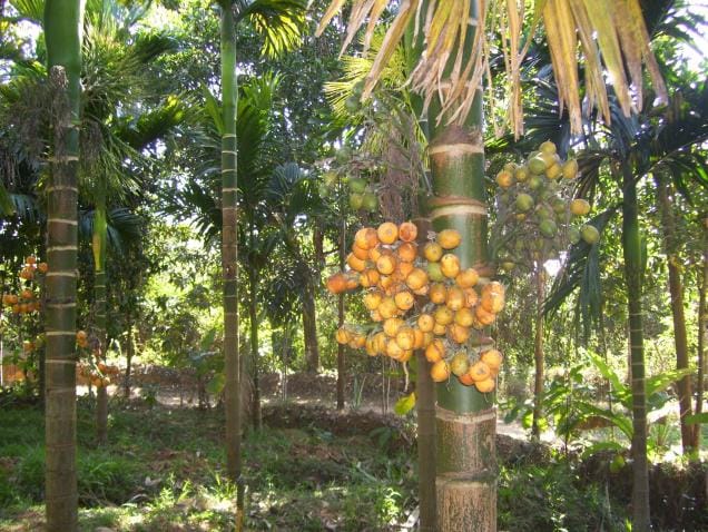 കേരളത്തിലെ അടയ്ക്കയ്ക്ക് ചൈനയില്‍ വന്‍ ഡിമാന്‍റ്