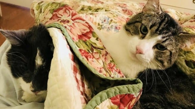 വളര്‍ത്തുപൂച്ചയുടെ വൃക്ക മാറ്റിവെയ്ക്കാന്‍ ഉടമ മുടക്കിയത് 12 ലക്ഷം