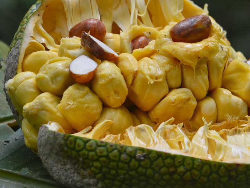 cempedak fruit