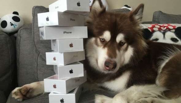 എട്ട് ഐഫോണ്‍-7 ഫോണുകള്‍ സ്വന്തമായുള്ള നായ