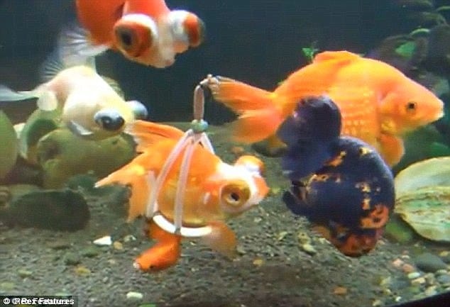 നീന്താനാവാത്ത ഗോൾഡ് ഫിഷിന് വീൽ ചെയർ