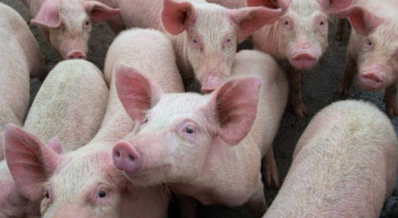 പത്തനംതിട്ടയിൽ പന്നിപ്പനി സ്ഥിരീകിരിച്ചു; പ്രദേശത്ത് പന്നിയിറച്ചി വിൽപ്പനക്ക് നിരോധനം