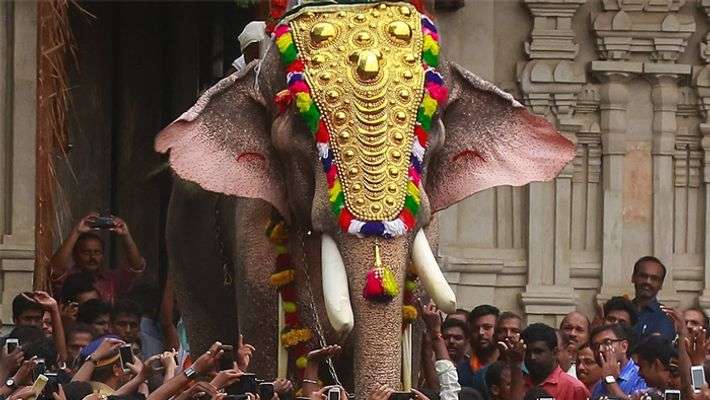 തെച്ചിക്കോട്ടുകാവ് രാമചന്ദ്രൻ ആരോഗ്യവാൻ; തൃശ്ശൂര്‍ പൂരത്തില്‍ പങ്കെടുക്കാനായേക്കും