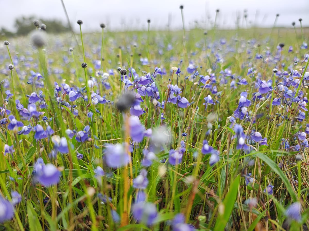 മാടായി പാറയിലെ നീലവസന്തം