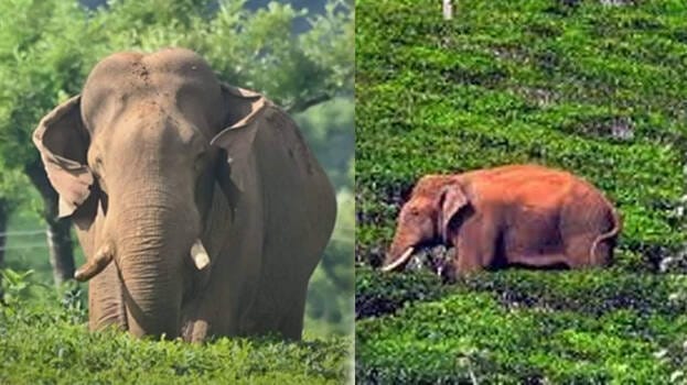 അരിക്കൊമ്പനെ കണ്ടെത്തി; ദൗത്യം നിർണ്ണായക ഘട്ടത്തിൽ‌