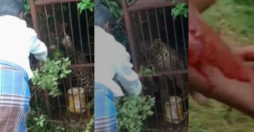 കെണിയില്‍ വീണ പുള്ളിപ്പുലിക്ക് കൂട്ടിലേക്ക് കയ്യിട്ട് പച്ചില കൊടുത്തു; കൈ കടിച്ചുകീറി; വീഡിയോ