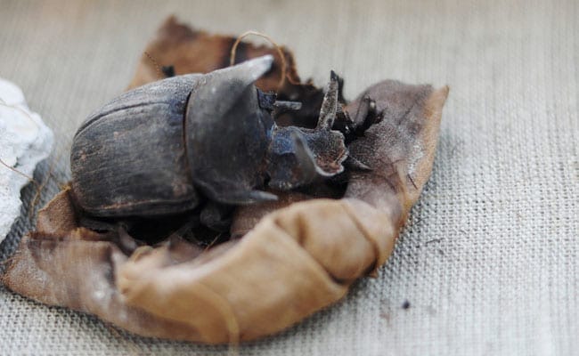 മമ്മി സിനിമയിലെ മാംസം തിന്നുന്ന ആ വണ്ടുകള്‍ യാഥാര്‍ഥ്യമോ?; ഈജിപ്തിലെ കല്ലറകളില്‍ നിന്ന് മമ്മി വണ്ടുകളെ കണ്ടെത്തിയോ ?