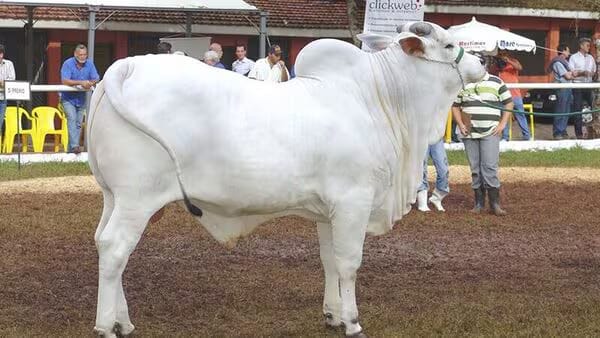 വില 40 കോടി: ഗിന്നസ് റെക്കോർഡ് നേടി ഇന്ത്യൻ ഇനമായ നെല്ലൂർ പശു