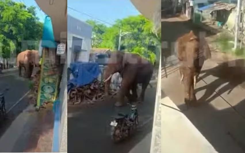 കമ്പം ടൗണിൽ അരിക്കൊമ്പന്റെ പരാക്രമം:തകർത്തു, ജനങ്ങളെ ഓടിച്ചു; വെടിവെച്ച് തുരത്താൻ ശ്രമം