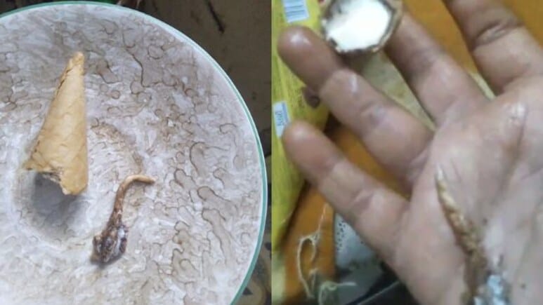 Gujarat Woman Finds Lizard Tail In Ice Cream, Shop Sealed, Fined Rs 50,000
