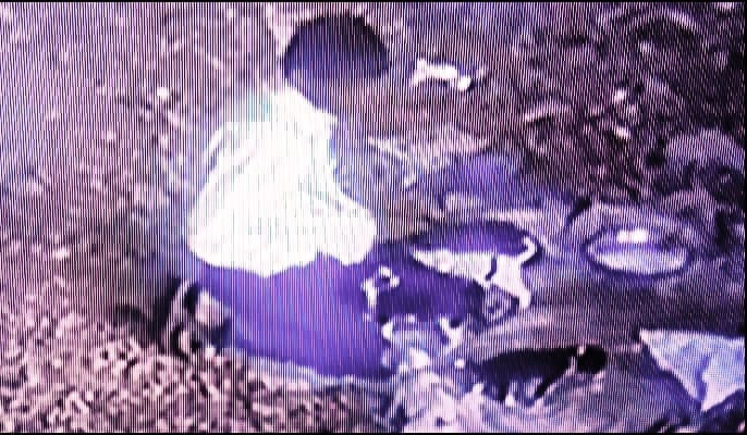 കണ്ണിൽ ചോരയില്ലാത്ത പ്രവർത്തി: നായ് കുട്ടികളെ ലൈംഗികമായി പീഡിപ്പിക്കുന്നതിന്റെ ദൃശ്യങ്ങള്‍ പുറത്ത്; യുവാവ് അറസ്റ്റിൽ