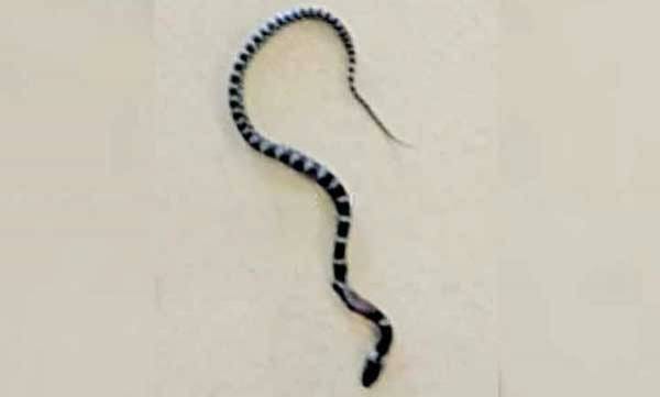 അബുദാബിയിലേക്ക് പോകാന്‍ എയര്‍പോര്‍ട്ടിലെത്തിയ യാത്രികന്റെ കൂര്‍ക്ക പായ്ക്കറ്റില്‍ ഉഗ്രവിഷമുള്ള പാമ്പ്