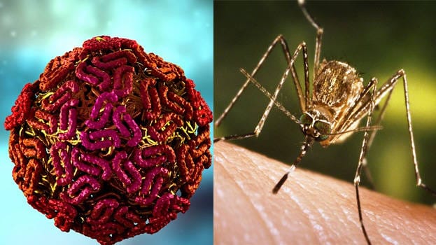 വെസ്റ്റ് നൈല്‍ പനി;  ചികിത്സയിലായിരുന്ന ആറ് വയസ്സുകാരന്‍ മരിച്ചു