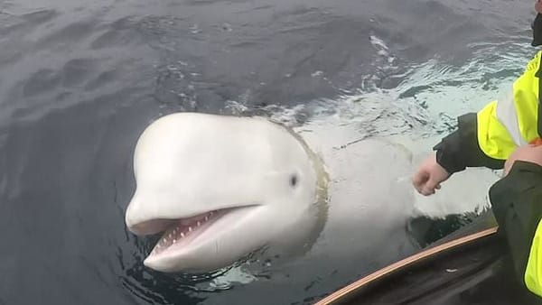 ചാര പ്രവർത്തനത്തിന് തിമിംഗലത്തെ ഉപയോഗിച്ച്  റഷ്യ; ചാരനെ കയ്യോടെ പൊക്കി നോർവേ