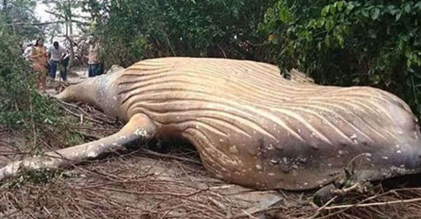 ആമസോൺ കാടിന് നടുവിൽ ഭീമൻ തിമിംഗലത്തിന്റെ ജഡം കണ്ടെത്തി