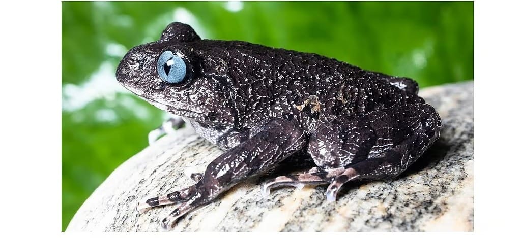 Scientists discover two new frog species in Arunachal Pradesh