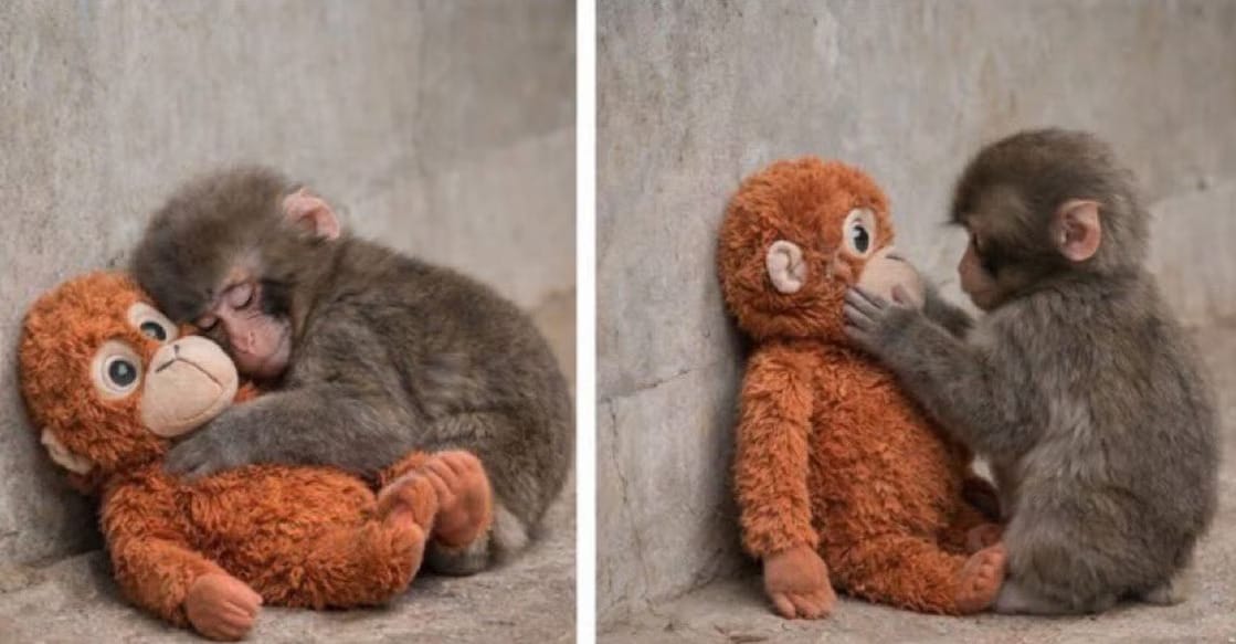 പഞ്ചിന്‍റെ 'അമ്മ'യ്ക്ക് ഡിമാൻഡ് ഏറി; പാവയുടെ വില 1,600 ൽ നിന്ന് 34,000!