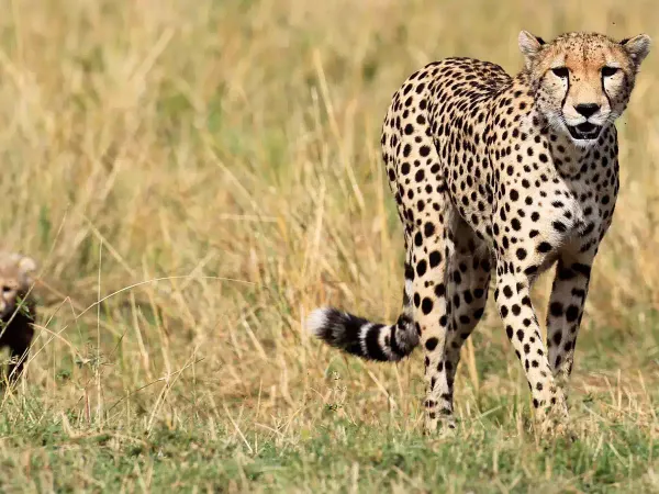 ദക്ഷിണാഫ്രിക്കയില്‍ നിന്ന് 12 ചീറ്റപുലികൾ ഇന്ത്യയിലെത്തി; വീഡിയോ