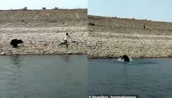 രക്ഷിക്കാനെത്തിയ ഫോറസ്റ്റ് ഉദ്യോഗസ്ഥനെ ആക്രമിച്ച് കരടി; വീഡിയോ  വൈറൽ