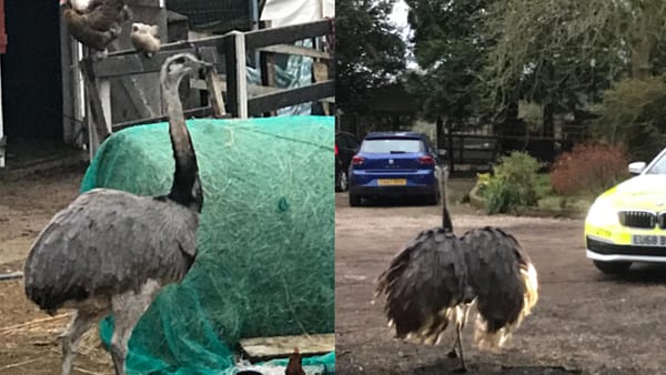 ഒട്ടക പക്ഷിക്ക് അറിയില്ലല്ലോ റോഡിലിറങ്ങിയാൽ ബ്ലോക്ക് ഉണ്ടാകുമെന്ന്!