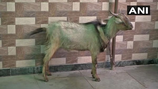 ഹോട്ടലിൽ താമസിക്കാൻ യുവതിയെത്തിയത്; 14 വളർത്തുമൃഗങ്ങൾക്കൊപ്പം