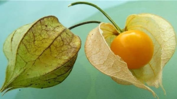 നമ്മുടെ നാട്ടിന്‍പുറങ്ങളില്‍ ആര്‍ക്കും വേണ്ടാതെ കിടന്ന ഈ കാട്ടുപഴത്തിന്റെ വില അറിയാമോ ?