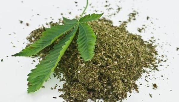 അട്ടപ്പാടിയിൽ വീണ്ടും കഞ്ചാവുവേട്ട;പോലീസ് നശിപ്പിച്ചത് 408 മൂപ്പെത്തിയ നീലചടയന്‍ കഞ്ചാവ് ചെടികൾ