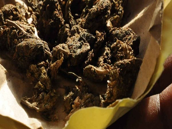 പലഹാരപ്പൊതിയെന്നു പറഞ്ഞ്  ഗൾഫ് യാത്രക്കാരന്റെ കയ്യിൽ കൊടുത്തത് കഞ്ചാവ്!