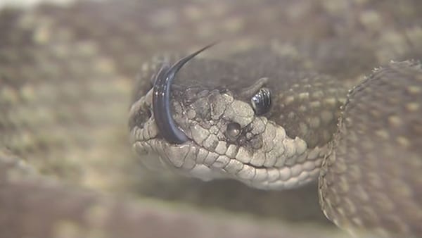 ഗതാഗത നിയമം ലംഘിച്ച സ്കൂട്ടർ യാത്രക്കാരന്റെ രേഖകൾ തപ്പിയ പൊലീസുകാരനു ലഭിച്ചത് അണലി...!