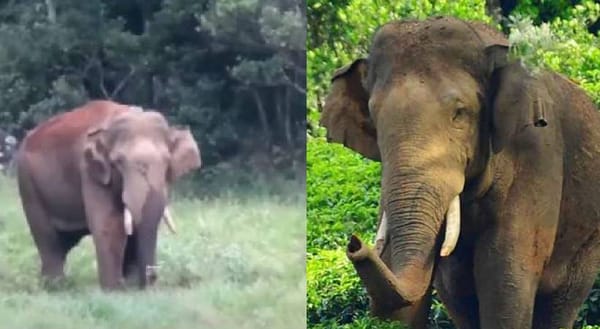 അരിക്കൊമ്പന്‍ പെരിയാര്‍ കടുവാ സങ്കേതത്തിലേക്ക് നീങ്ങുന്നു