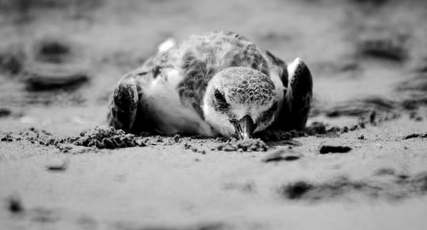 പക്ഷികള്‍ മരിക്കുന്നത് എവിടെ പോയാണ് ?