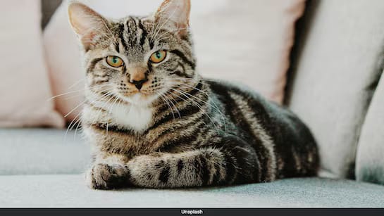 വളർത്തു പൂച്ചയുടെ ഒറ്റ ക്ലിക്കിൽ ജോലിയും ബോണസും നഷ്ടപ്പെട്ട് ചൈനീസ് യുവതി