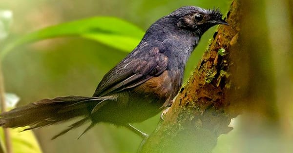 ബ്രസീലില്‍  അപൂർവയിനം പക്ഷിയെ കണ്ടെത്തി