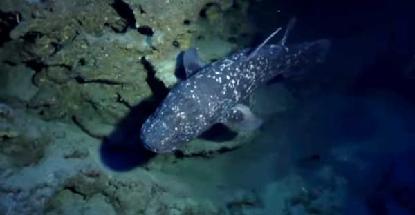 വംശനാശം സംഭവിച്ചു എന്നു കരുതിയ  പ്രാചീന മത്സ്യം  'സീലകാന്ത്'  വീണ്ടും ജീവനോടെ; അമ്പരന്ന് ശാസ്ത്രലോകം