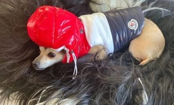 36 ലക്ഷംരൂപവിലവരുന്ന മോ​ങ്കലറിന്‍റെ              ഹുദി ജാക്കറ്റ്  ധരിച്ച് വൈറലായി പ്രിയങ്കയുടെ വളർത്തുനായ