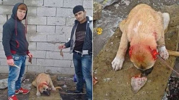 ഒരു സെല്‍ഫിയ്ക്ക് വേണ്ടി ഈ മിണ്ടാപ്രാണിയോട് ഇവര്‍ ചെയ്ത കൊടുംക്രൂരത