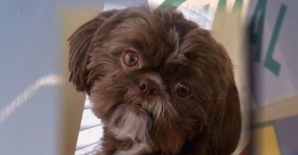 നായയെയും ഒപ്പം സംസ്കരിക്കണമെന്ന് വില്‍പത്രം എഴുതിവെച്ച് ഉടമ ;  അന്ത്യാഭിലാഷം  നിറവേറ്റാൻ ദയാവധം നടത്തി