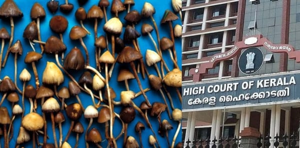‘മാജിക് മഷ്റൂം ലഹരിയല്ല’, സ്വാഭാവികമായി ഉണ്ടാകുന്ന ഫംഗസെന്ന് ഹൈക്കോടതി, ലഹരിക്കേസ് പ്രതിക്ക് ജാമ്യം