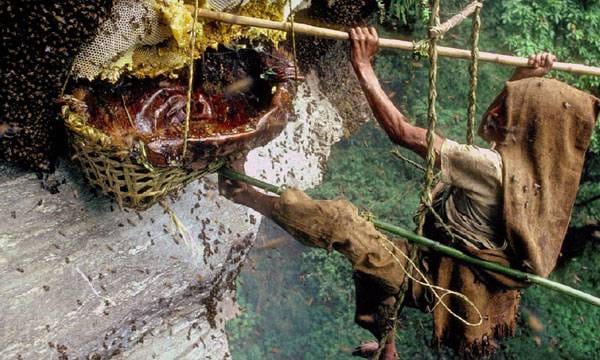 അവിശ്വസനീയം ഈ 'ഹിമാലയന്‍ തേന്‍വേട്ട'; മനുഷ്യന് ചെന്നെത്താൻ പ്രയാസമുള്ള കൊടുമുടികളിൽ തൂങ്ങിക്കിടക്കുന്ന രാക്ഷസ തേനീച്ചക്കൂട്ടിൽ നിന്ന് തേൻ ശേഖരിക്കുന്ന ഹിമാലയത്തിലെ 'തേൻ വേട്ടക്കാർ'; വീഡിയോ