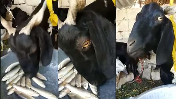 പച്ചിലയും പുല്ലുമൊക്കെ ഇനി ഔട്ടോഫ് ഫാഷൻ; പച്ചമീൻ തിന്നുന്ന ആട്; വൈറൽ വിഡിയോ